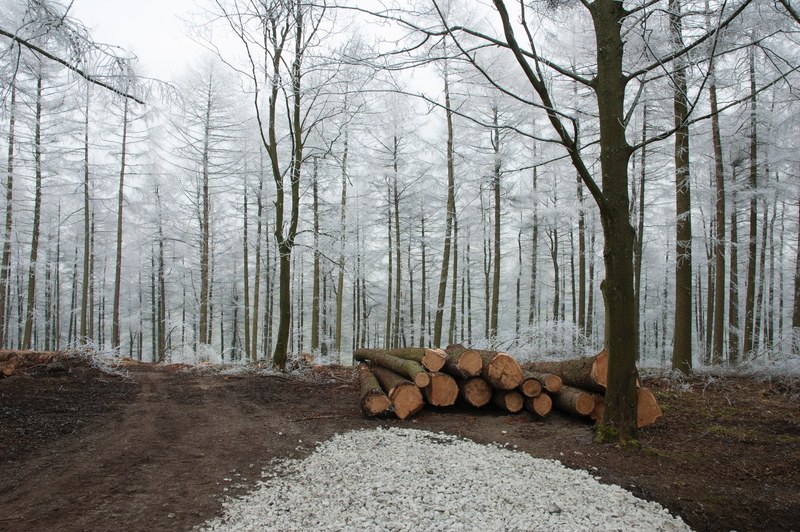 log sapling tree and snow 4k