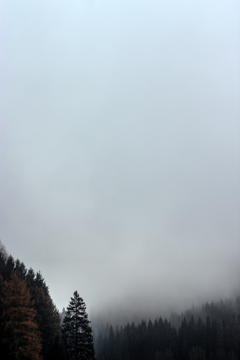 tree woodland forest and mist hd, 4k
