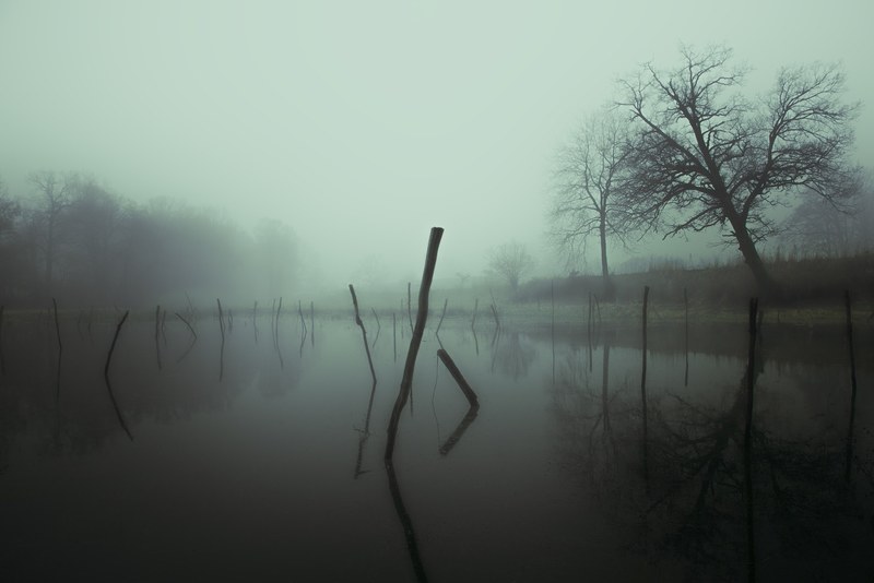 tree poland water and calm 4k