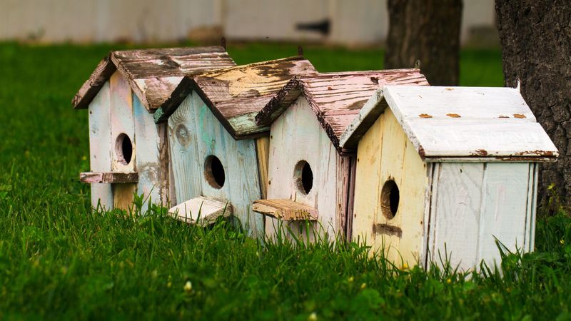 bird houses, birds, houses, 4k