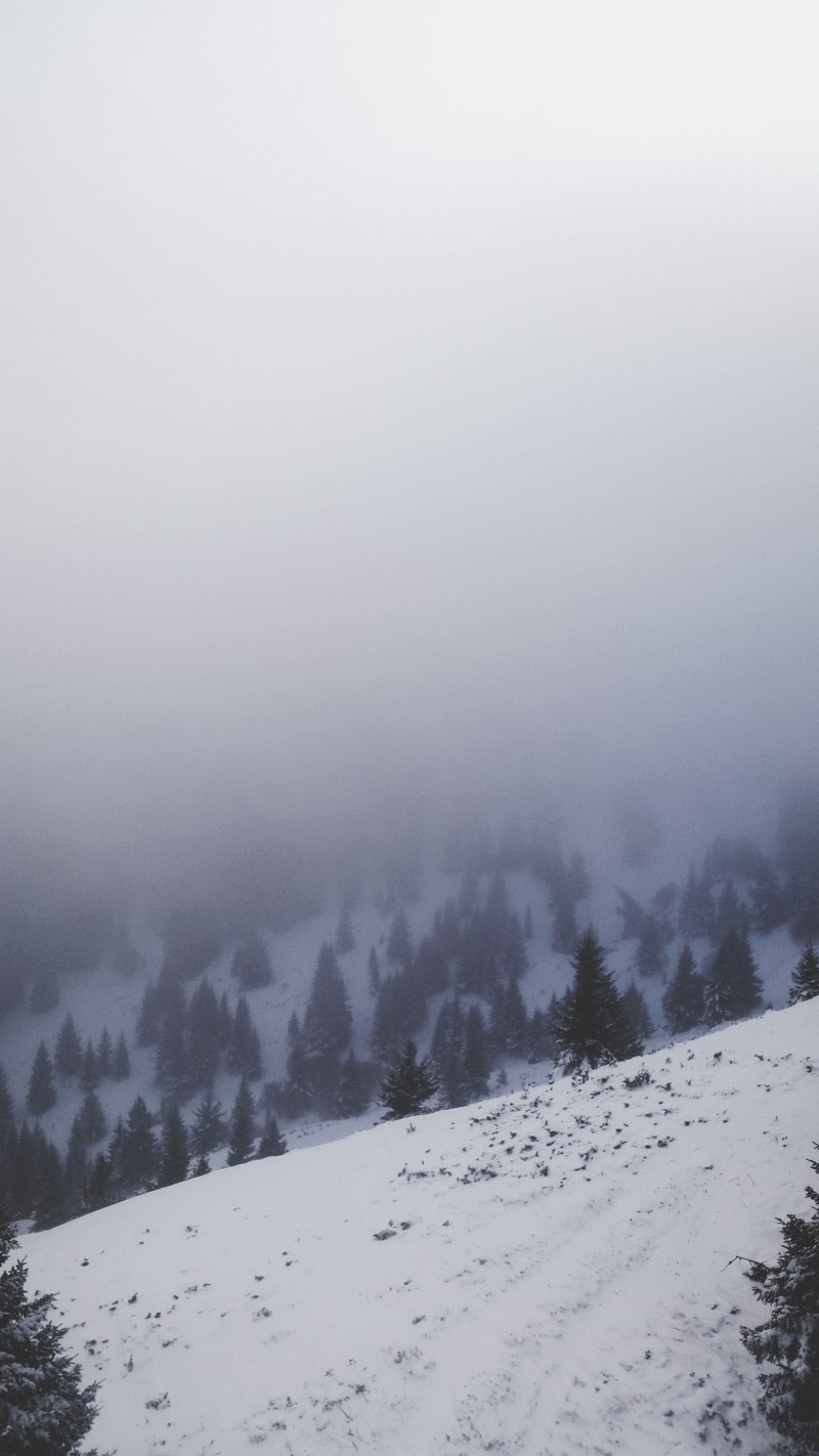 tree fog nature and exploring hd, 4k