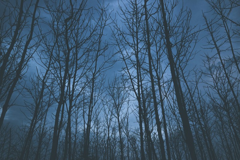 bare trees against a dark sky, bare trees at twilight 4k