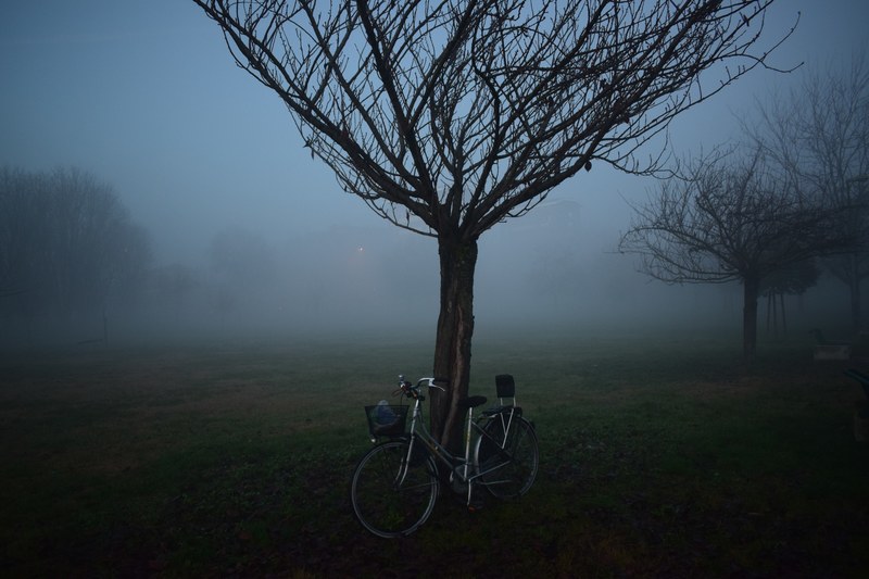 a large tree with a bicycle leaning against it, _fog milan italy 4k