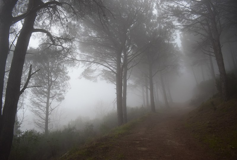 a misty forest path, _fog 4k