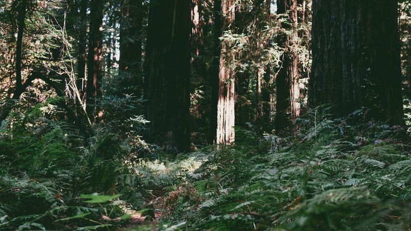 trees, forest, summer, light, 4k