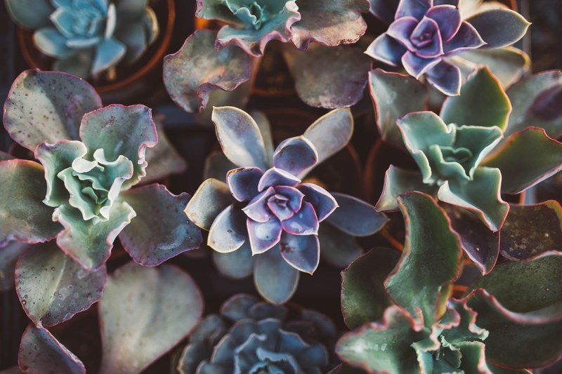 a succulent garden at westwood gardens, westwood gardens succulents 4k