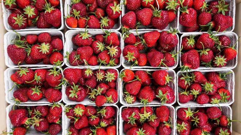 strawberry, berries, ripe, harvest, 4k