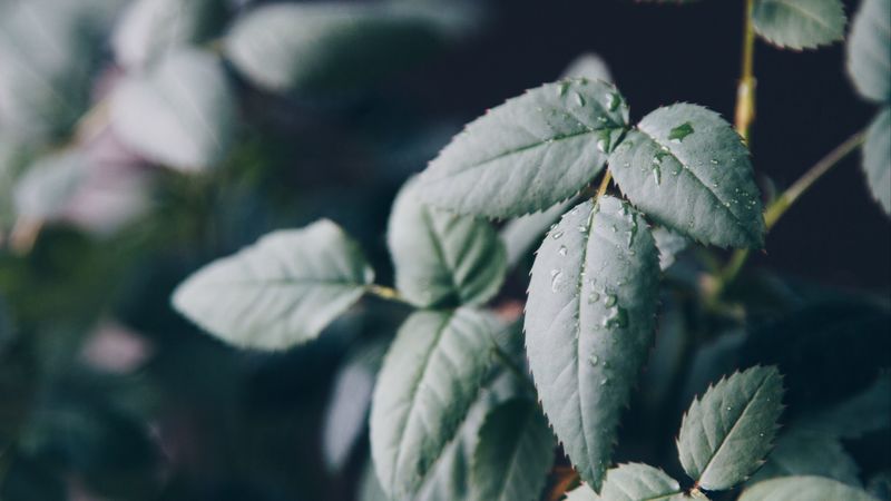 leaf, drops, dew, blur, 4k