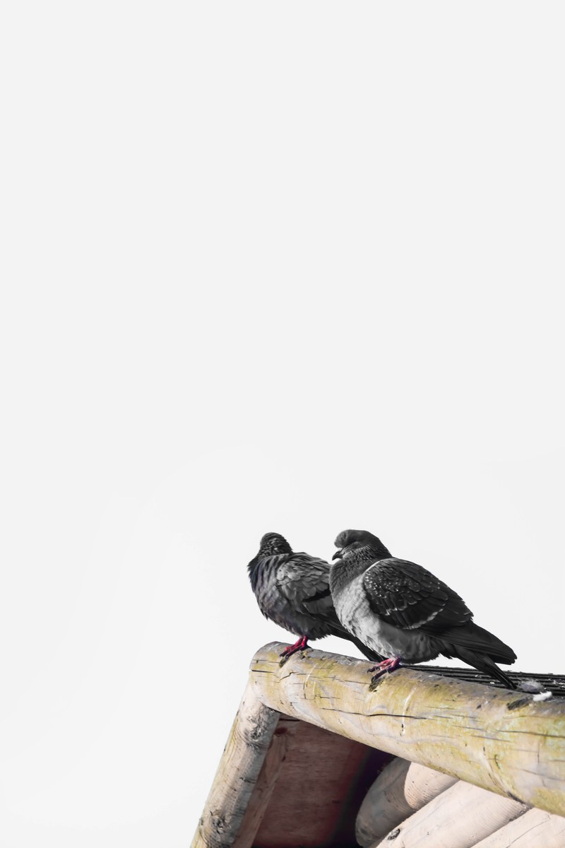 two birds sitting on a ledge, _two birds 4k