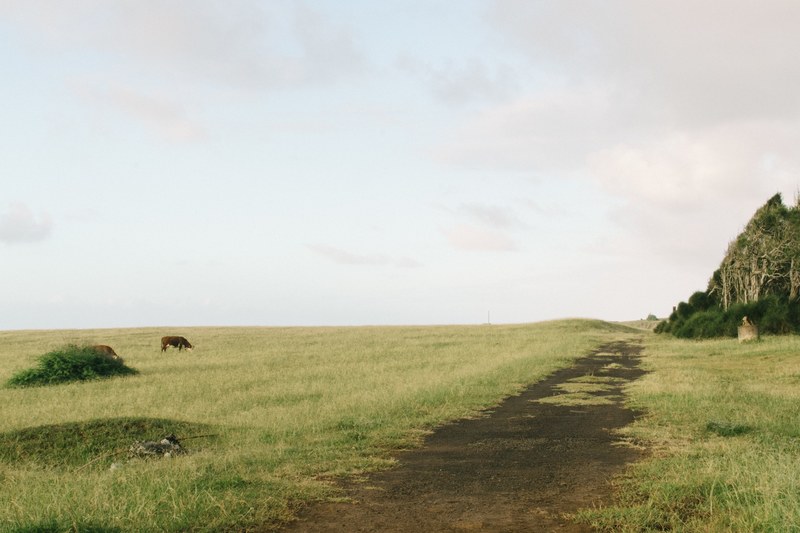 bright maui hawaii and field 4k