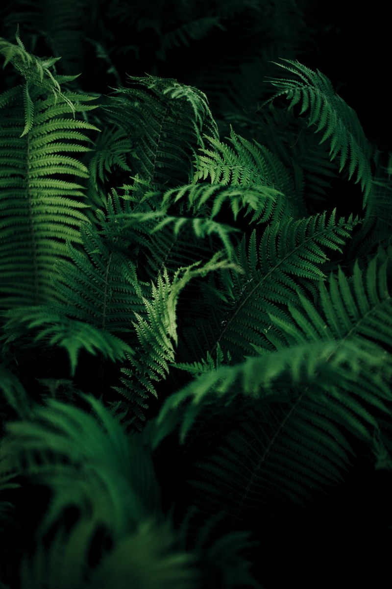 fern plant green and greenery hd, 4k