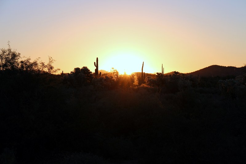 silhouette of a cacti and desert foliage at sunset in gold canyon, gold canyon sunset 4k