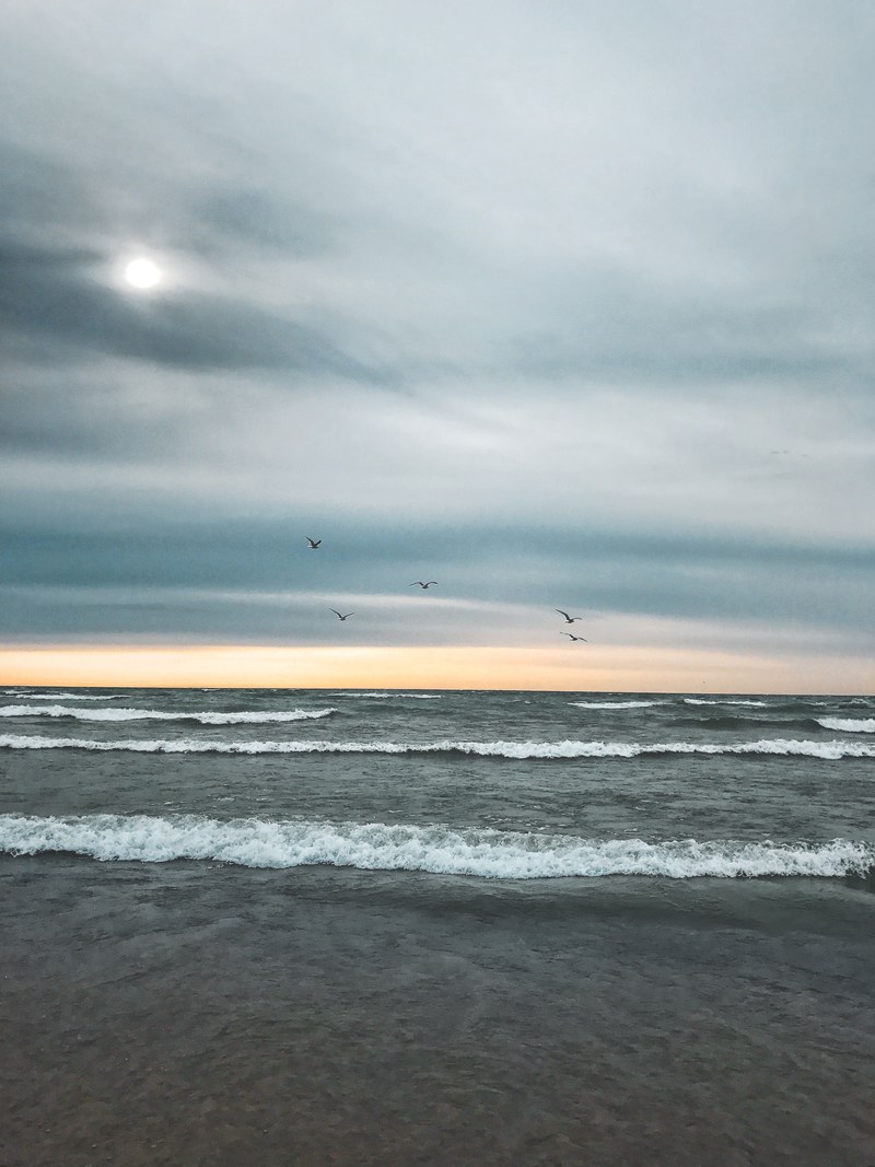 winter beach nature and bird hd, 4k
