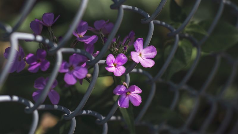 flowers, mesh, fence, 4k