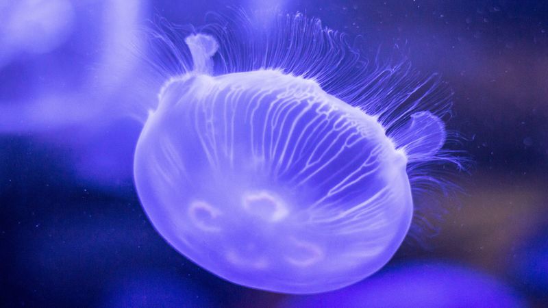 jellyfish, underwater world, tentacles, lilac, 4k