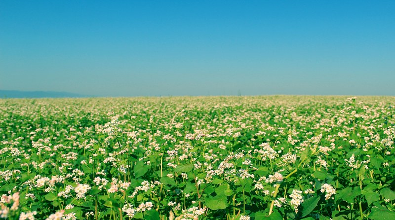 a field of white flowered plants stretching to the horizon on a spring day, white and green field in spring 4k