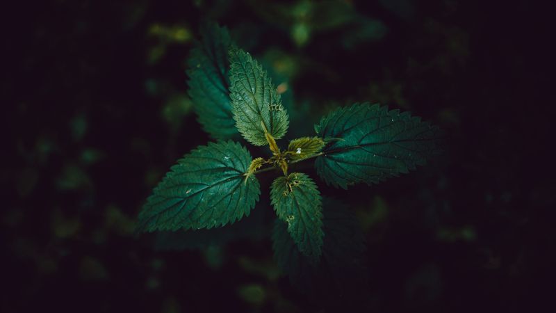 nettle, leaves, dark, 4k