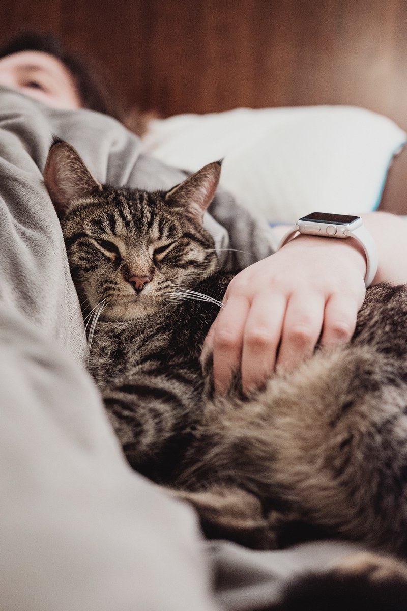a tabby cat snuggling to a person lying in bed, morning snuggles 4k
