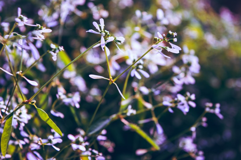 a fuzzy shot of a patch of white wild flowers, thin wild flowers 4k