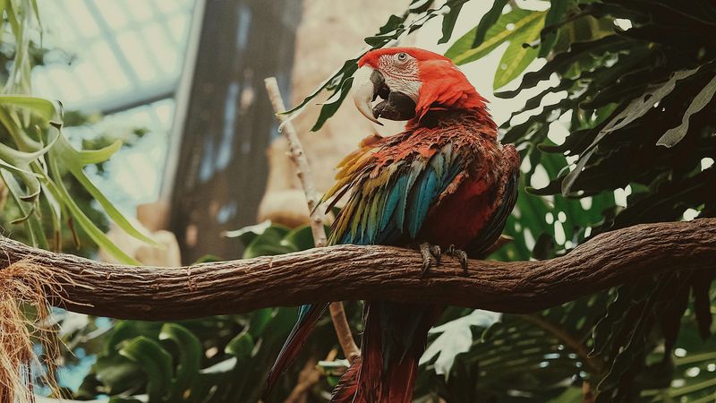 macaw, parrot, bird, colorful, 4k