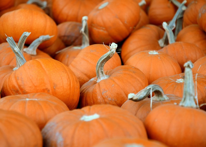 pumpkins from the patch 4k