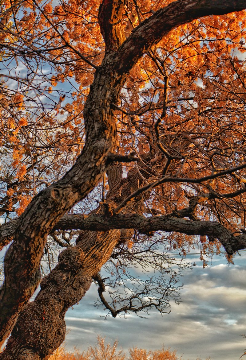 fall branches 4k