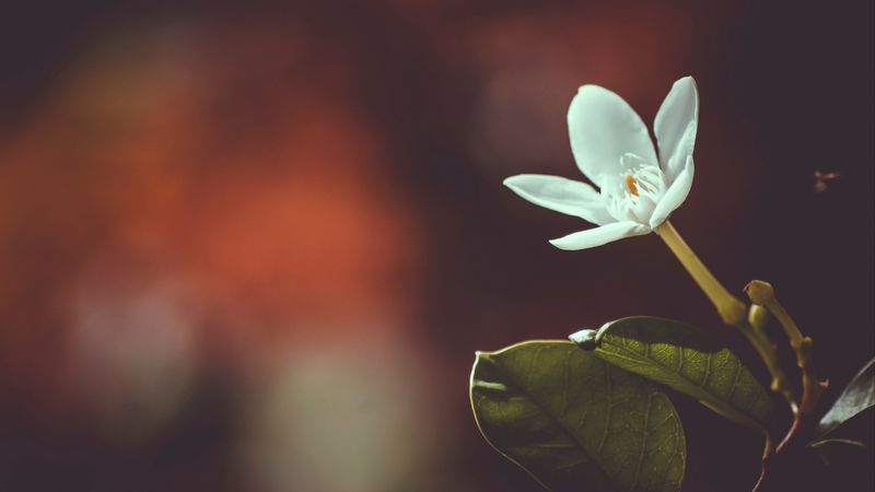 flower, bud, petals, blur, 4k