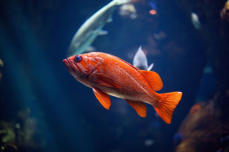 fish water aquarium and swimming 4k