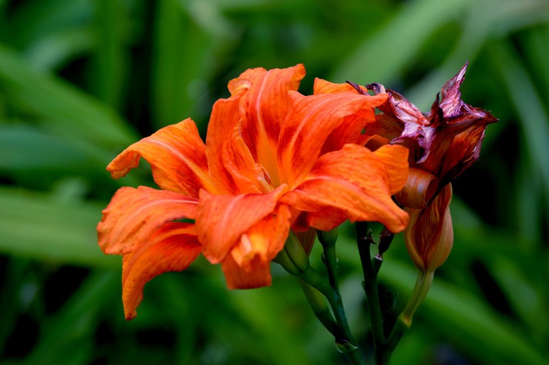 a close up shot of orange flower petals, _orange flower petals 4k