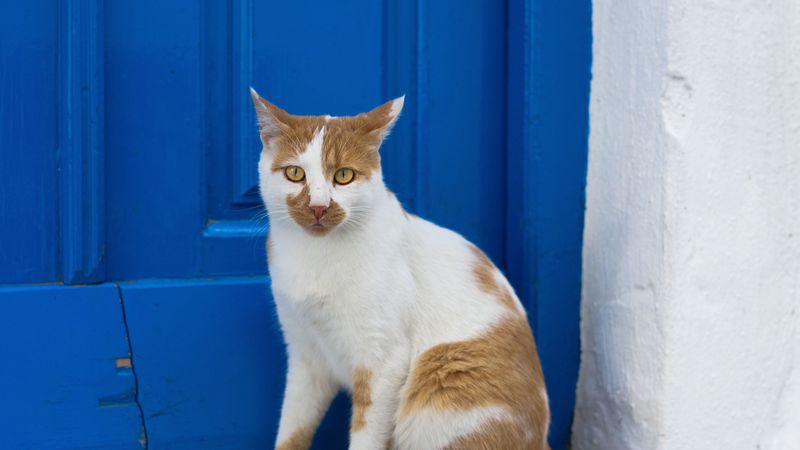 cat, look, spotted, 4k