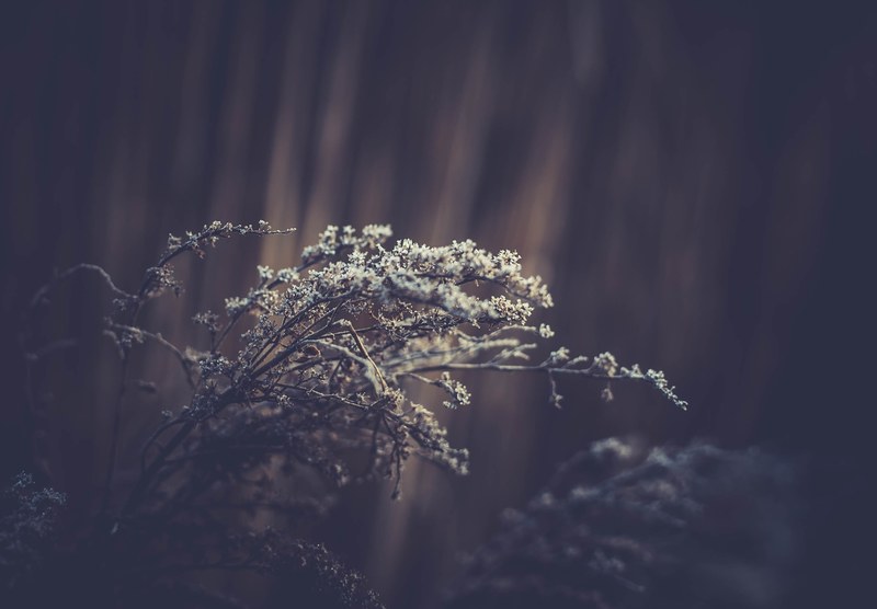 white flowered branches of a shrub against a blurry dark background, white shrub on a blurry background 4k