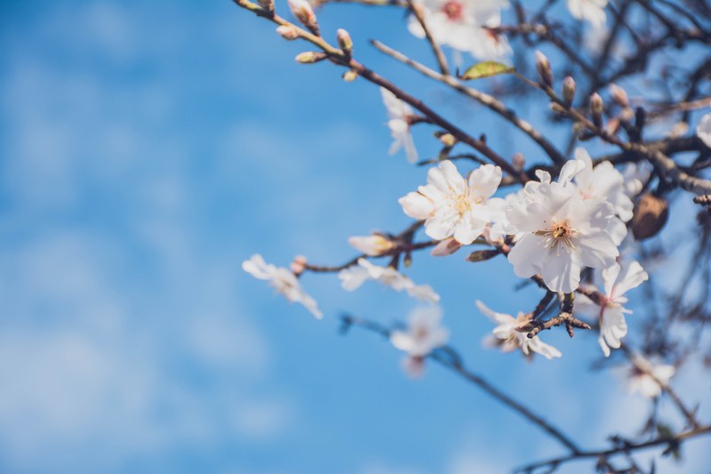 almond tree and flower in bloom against clear blue sky in spring faro district, almond blossom 4k