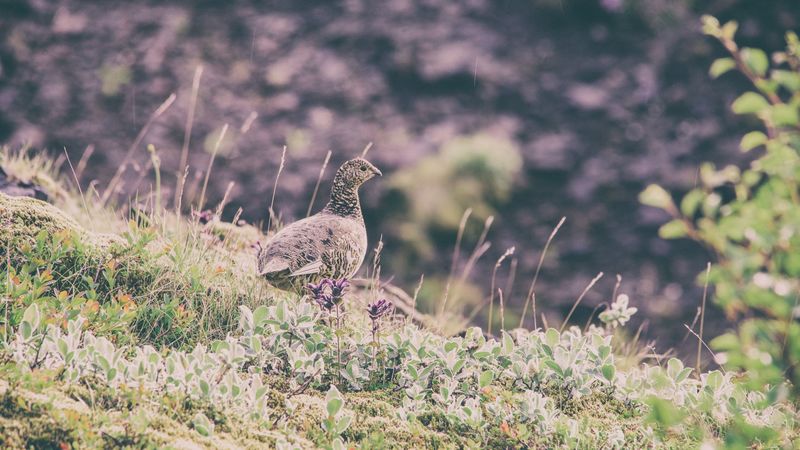 quail, bird, spotted, grass, 4k