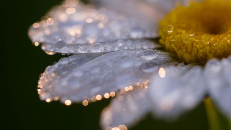 daisy, flower, drops, close-up, 4k