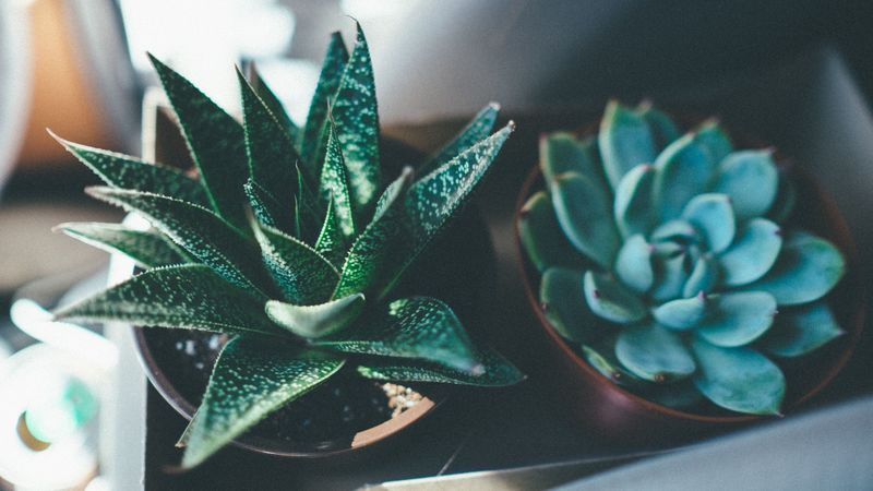 haworthia fasciata, echeveria, succulents, 4k