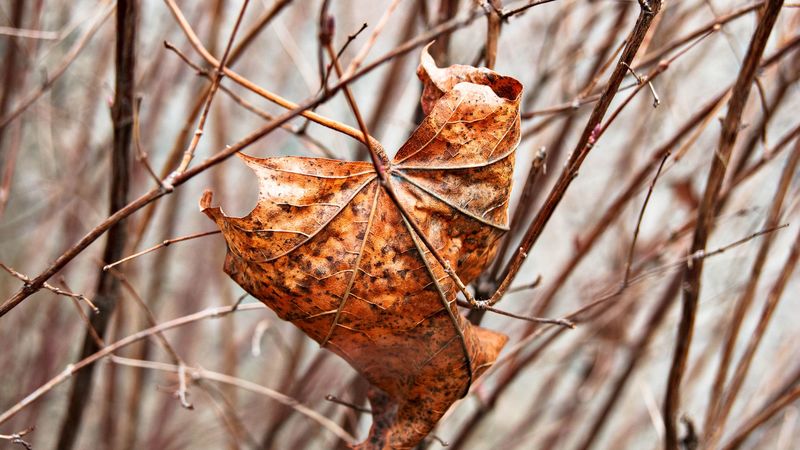 leaf, maple, dry, branches, 4k