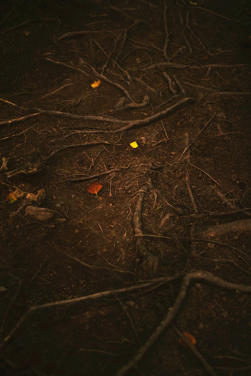 bright autumn leaves on contrasting brown ground with tangled tree roots, autumn leaves among roots 4k