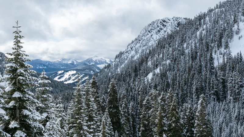 mountains, trees, snow, snowy, forest, 4k