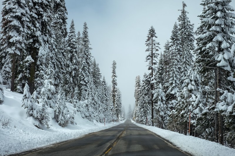 an empty asphalt road lined with snow topped conifers, pine lined road in the winter 4k