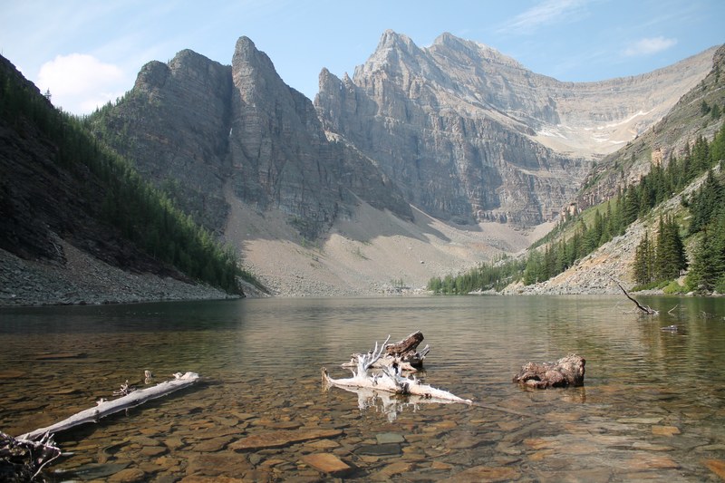 driftwood in a shallow mountain lake, driftwood in a lake 4k