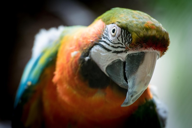 a multicolored parrot leaning forward, curious macaw 4k