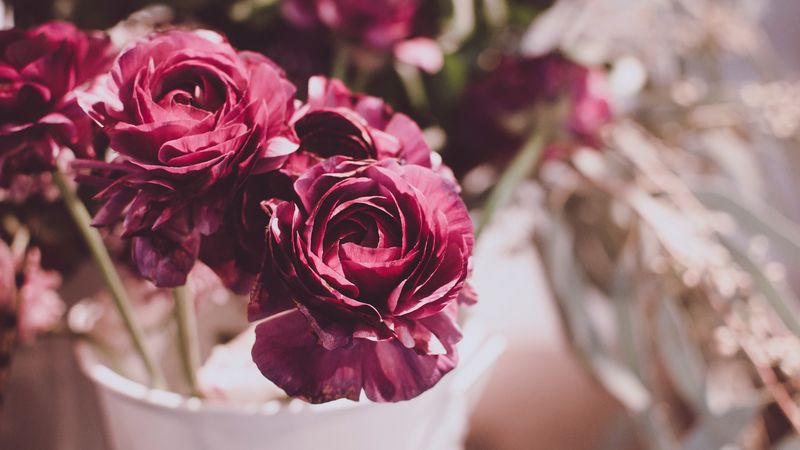 flowers, buds, blur, 4k