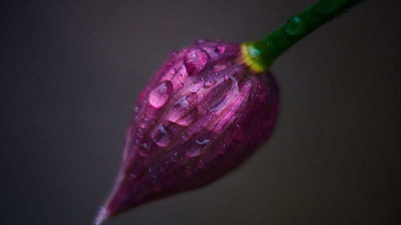 flower, bud, drops, close-up, 4k