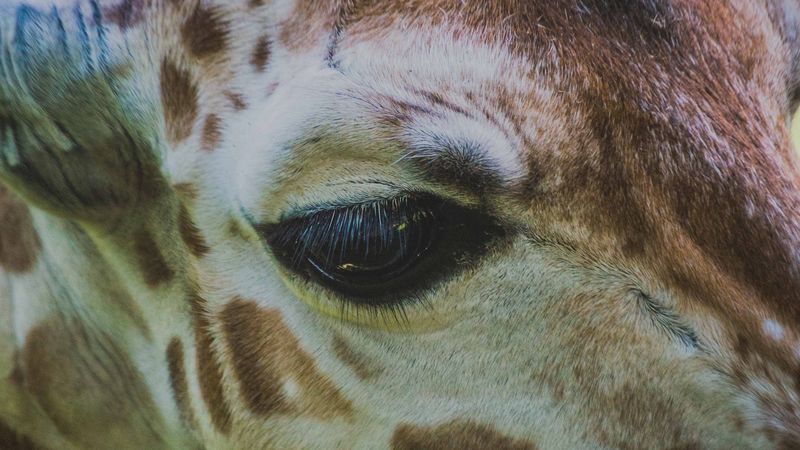 giraffe, eye, muzzle, 4k