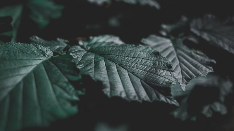leaves, veins, close-up, 4k
