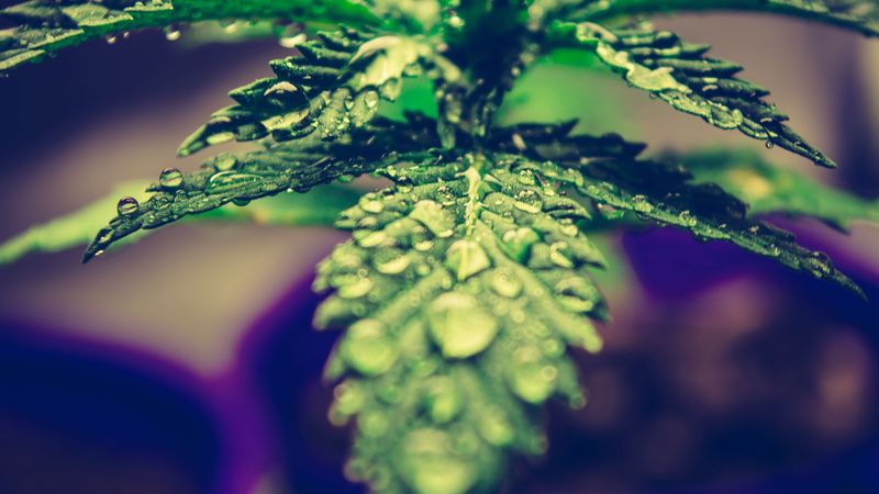 leaf, drops, dew, close-up, 4k