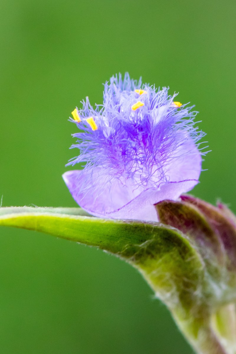 petal plant flower and single hd, 4k