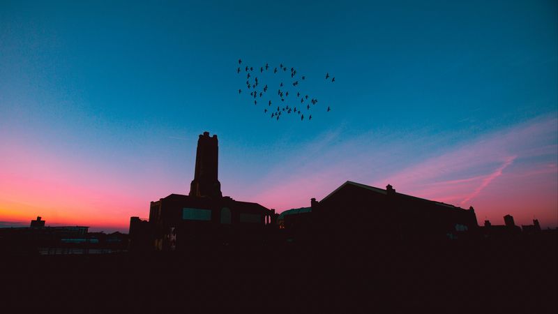 flock, birds, night, roofs, 4k