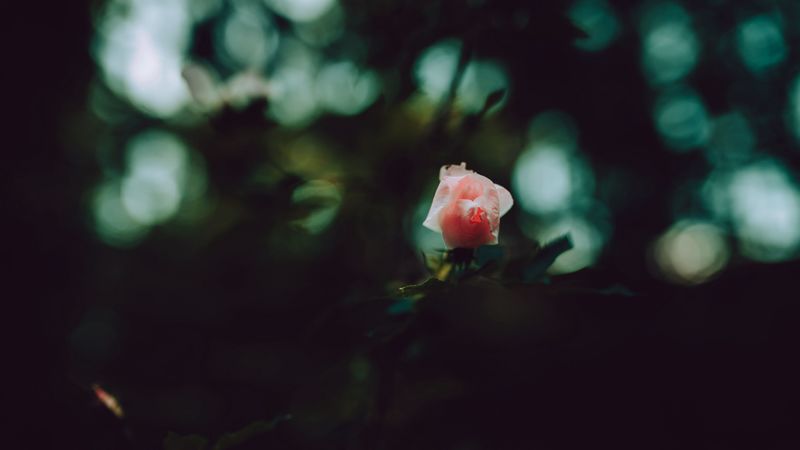 rose, bud, petals, pink, 4k
