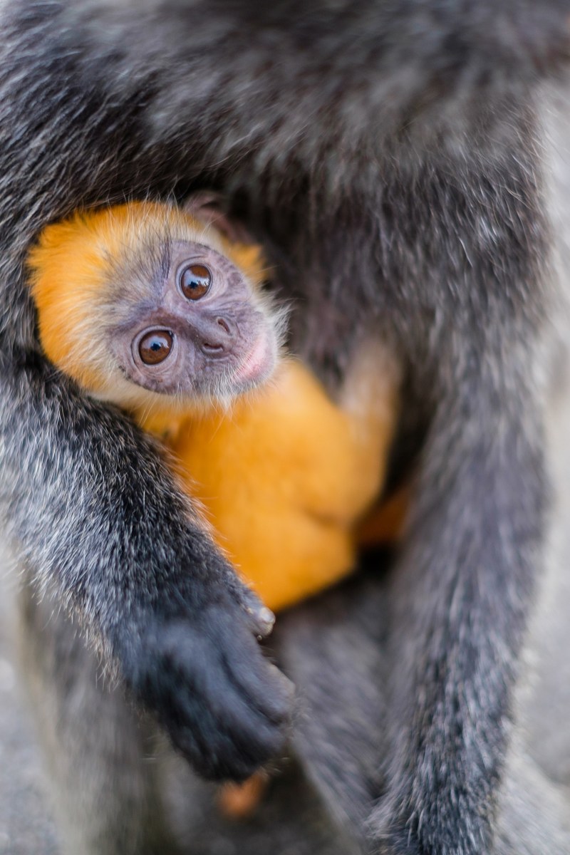 silverback monkeys 4k